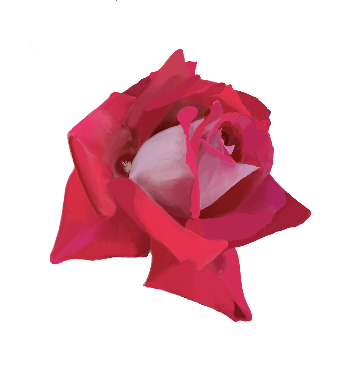 Painted red rose bloom on white