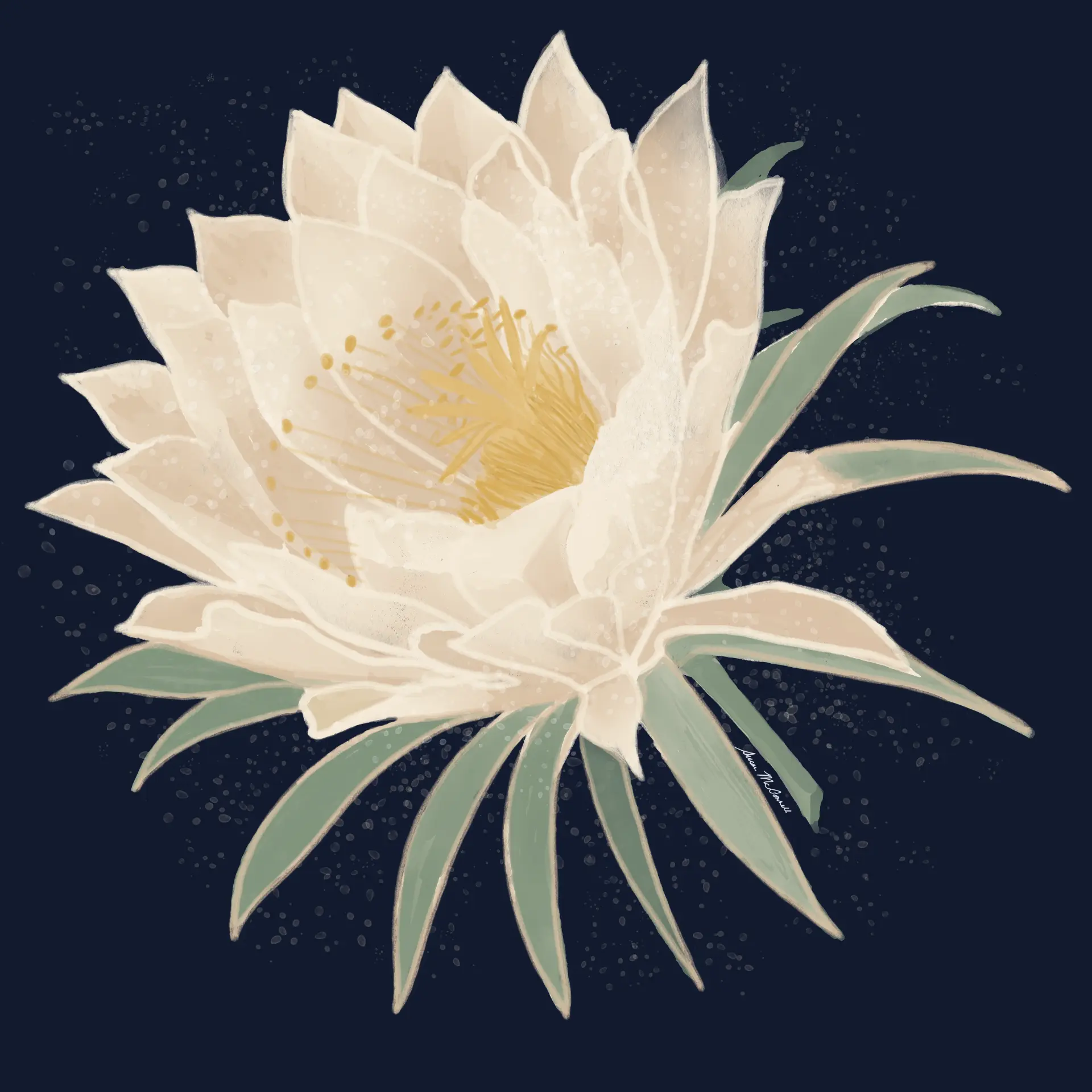 Night-blooming cereus flower on a deep navy ground